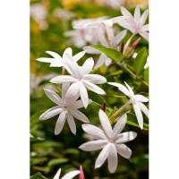 JASMINUM ANGUSTIFOLIA