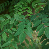 SOPHORA JAPONICA