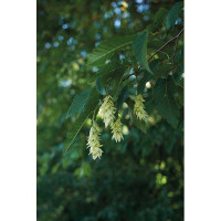 OSTRYA CARPINIFOLIA