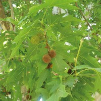 PLATANUS ORIENTALIS