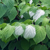 KIWI VARIEGATO