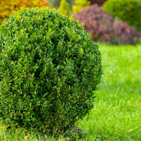 BUXUS SEMPERVIRENS SUFFRUTICOSA