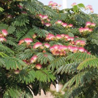 ALBIZIA