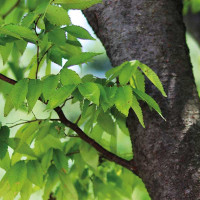 ZELKOVA