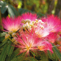 ALBIZIA