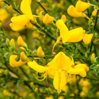 CYTISUS PRAECOX ALLGOLD