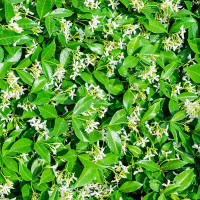 GELSOMINO JASMINUM