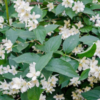 JASMINUM ANGUSTIFOLIA