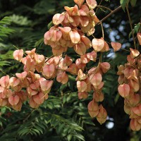 KOELREUTERIA PANICULATA