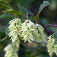 OSTRYA CARPINIFOLIA