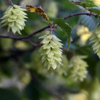 OSTRYA CARPINIFOLIA