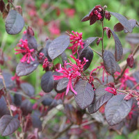 LOROPETALUM CINESE