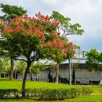 KOELREUTERIA PANICULATA