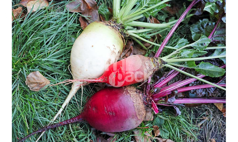 BIETOLA DA ORTO MIX