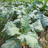 CAVOLO A FOGLIA BROCCOLO FIOLARO