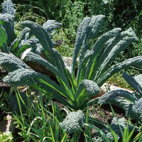 CAVOLO A FOGLIA LANCINIATO NERO DI TOSCANA