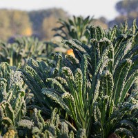 CAVOLO A FOGLIA LANCINIATO NERO DI TOSCANA