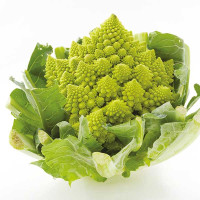 CAVOLFIORE ROMANESCO F1