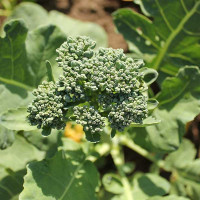 CIMA DI RAPA