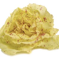 CICORIA VARIEGATA DI CASTELFRANCO