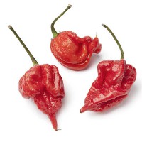 PEPERONCINO TRINIDAD SCORPION