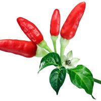 PEPERONCINO TABASCO