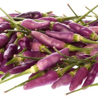 PEPERONCINO VIOLETTO