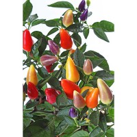 PEPERONCINO ORNAMENTALE