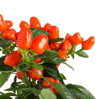 PEPERONCINO CUORICINO