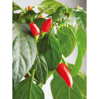 PEPERONCINO TABASCO