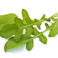 RUCOLA COLTIVATA