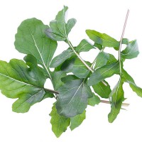 RUCOLA COLTIVATA