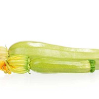 ZUCCHINO GABBIANO F1