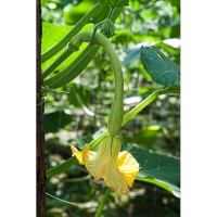 ZUCCA TROMBETTA D'ALBENGA