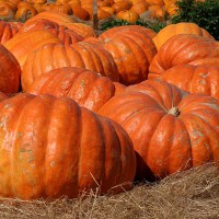 ZUCCA GIGANTE