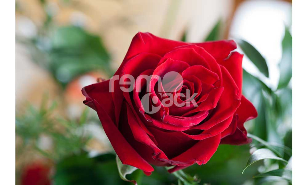 Rosa rossa