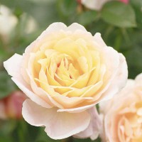Rosa bianca sfumata gialla