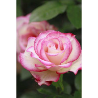 Rosa bianca bordata rosa