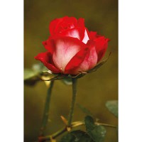 Rosa rossa sfumata bianca