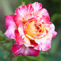 Rosa rosa striata bianca