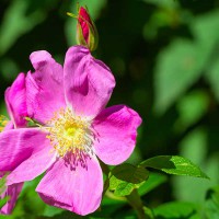 Rosa canina