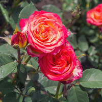 Rosa rossa sfumata gialla