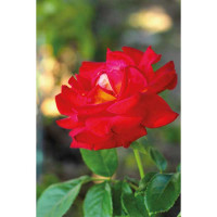 Rosa rossa sfumata gialla