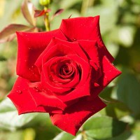 Rosa rossa 
