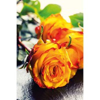 Rosa arancione bordata rossa