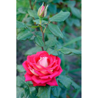 Rosa rosa sfumata bianca