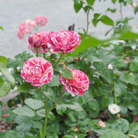 Rosa rosa striata fucsia