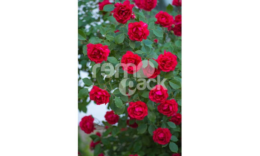Rosa rossa 