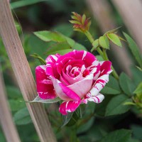 Rosa rosa striata bianca