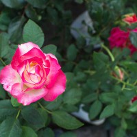 Rosa rosa sfumata bianca